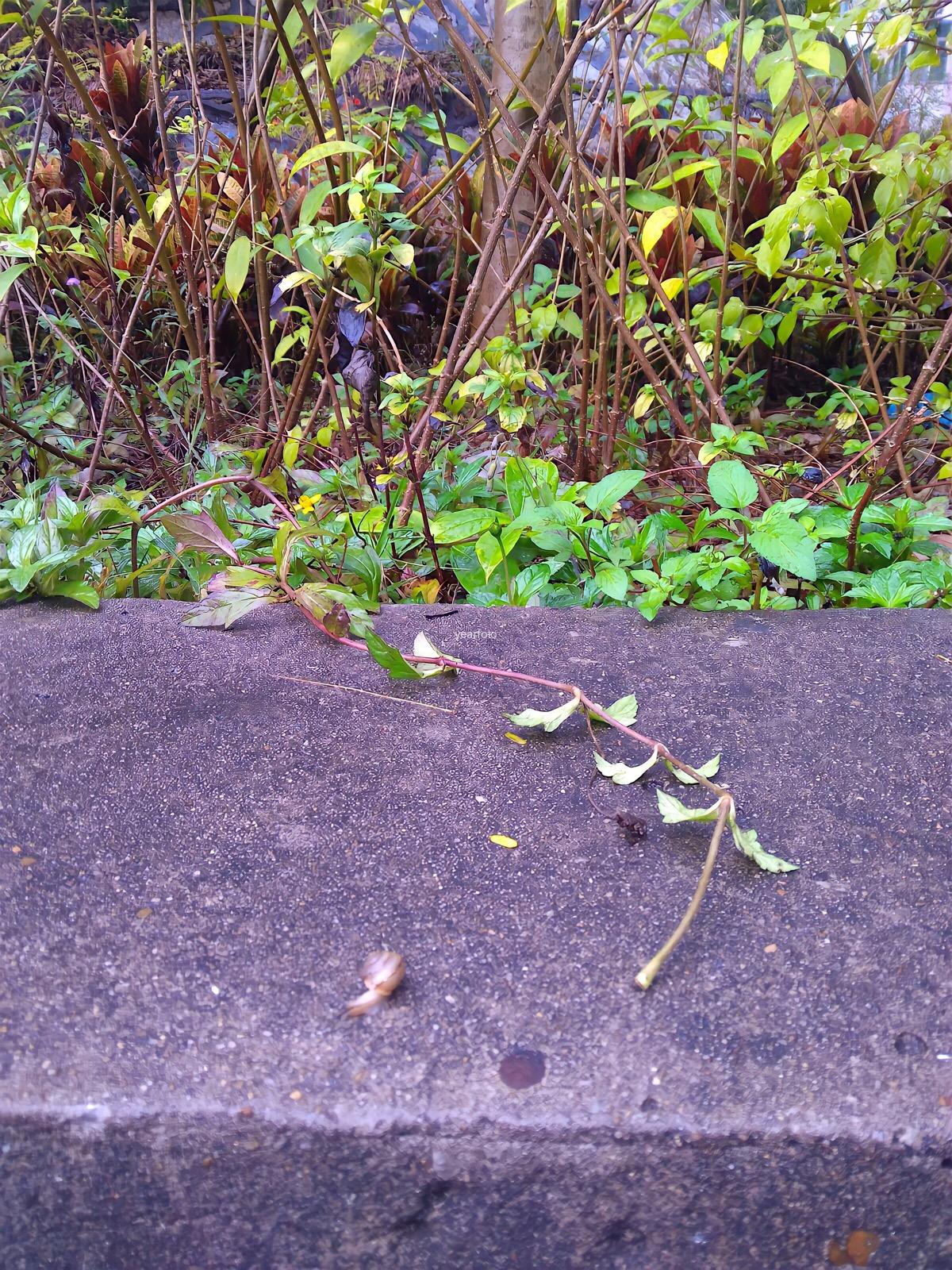 A Snail at the Bus Station